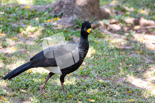 Image of Male of bare-faced curassow (Crax fasciolata), Pocone, South Pantanal Mato Grosso, Brazil. Brazilian wildlife and birdwatching.