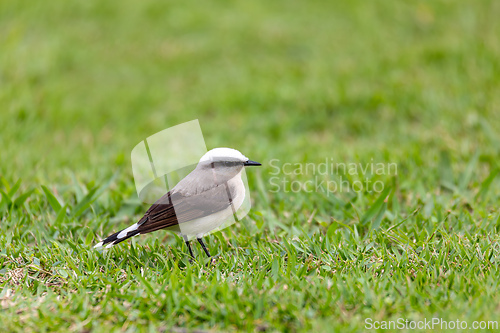 Image of Masked water tyrant (Fluvicola nengeta), Angra dos Reis, Rio de Janeiro, Brazil. Brazilian wildlife and birdwatching.