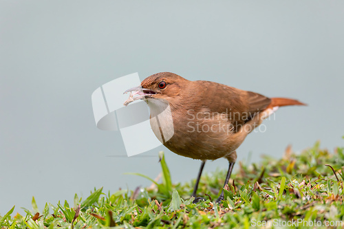 Image of Rufous hornero (Furnarius rufus). Barigui Park municipal park, Curitiba, Parana. Brazil. Brazilian wildlife and birdwatching.