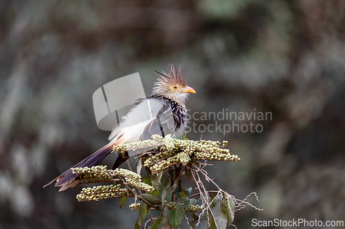 Image of Guira cuckoo, (Guira guira), Pocone, South Pantanal Mato Grosso, Brazil. Brazilian wildlife and birdwatching.