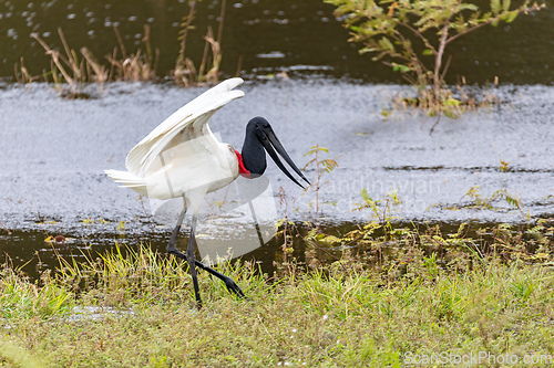 Image of Jabiru (Jabiru mycteria), large stork. Corumba, Mato Grosso do Sul. South Pantanal Brazil. Brazilian wildlife and birdwatching.