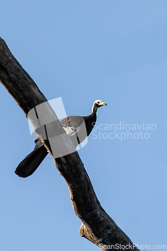 Image of White-throated piping guan (Pipile grayi). Pocone, South Pantanal Mato Grosso, Brazil. Brazilian wildlife and birdwatching.
