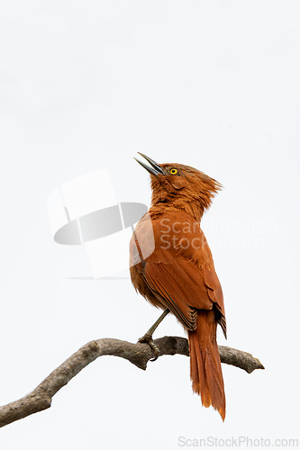 Image of Rufous cacholote (Pseudoseisura unirufa), Pocone, South Pantanal Mato Grosso, Brazil. Brazilian wildlife and birdwatching.