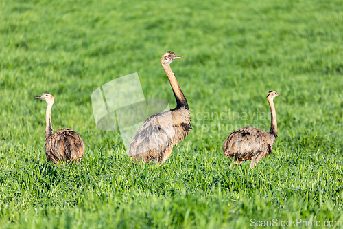 Image of Greater rhea (Rhea americana), Bonito, South Pantanal Mato Grosso do Sul. Brazil. Brazilian wildlife and birdwatching.