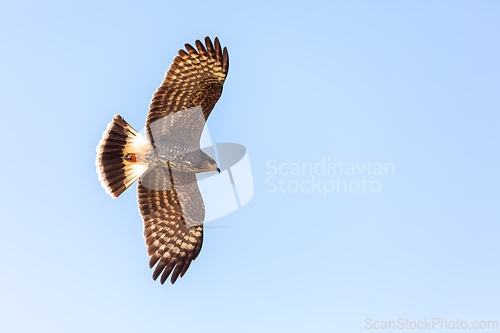 Image of Female of Snail kite (Rostrhamus sociabilis), Pocone, South Pantanal Mato Grosso, Brazil. Brazilian wildlife and birdwatching.