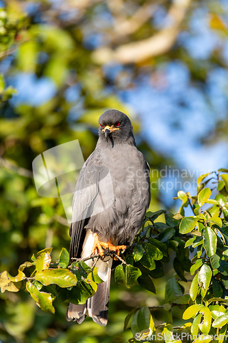 Image of Male of Snail kite (Rostrhamus sociabilis), Pocone, South Pantanal Mato Grosso, Brazil. Brazilian wildlife and birdwatching.