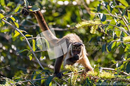 Image of Black-striped capuchin (Sapajus libidinosus), Pocone, South Pantanal Mato Grosso, Brazil. Brazilian wildlife and wilderness.