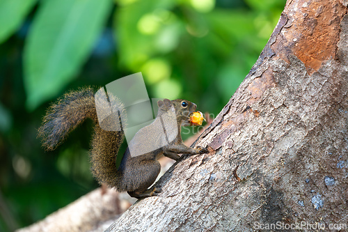 Image of Brazilian squirrel (Sciurus aestuans), Paraty, Rio de Janeiro. Brazil. Brazilian wildlife and wilderness.