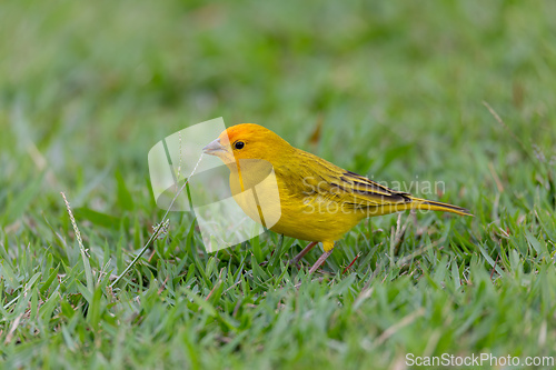 Image of Saffron finch (Sicalis flaveola), Angra dos Reis, Rio de Janeiro, Brazil. Brazilian wildlife and birdwatching.