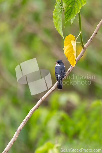 Image of White-bellied seedeater (Sporophila leucoptera), Pocone, South Pantanal Mato Grosso, Brazil. Brazilian wildlife and birdwatching.