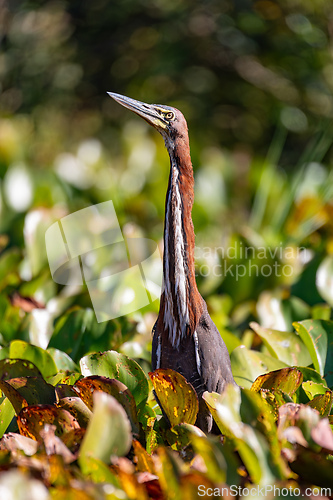 Image of Rufescent tiger heron (Tigrisoma lineatum), Pocone, South Pantanal Mato Grosso, Brazil. Brazilian wildlife and birdwatching.