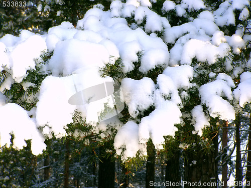 Image of snow-bound branch