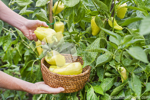 Image of Pepper plant harvest