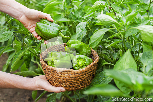 Image of Pepper plant harvest