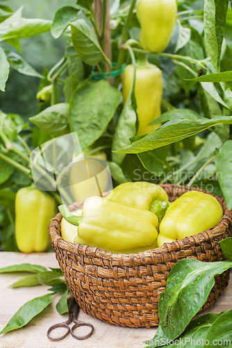 Image of Pepper plant harvest