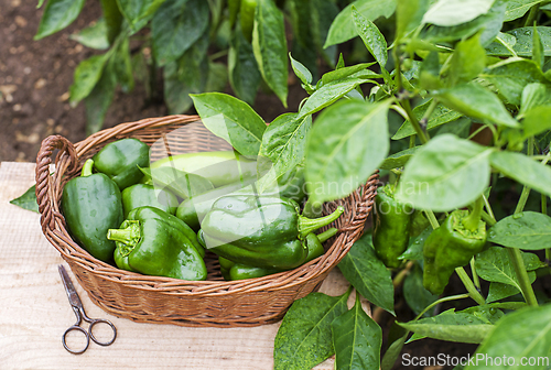 Image of Pepper plant harvest