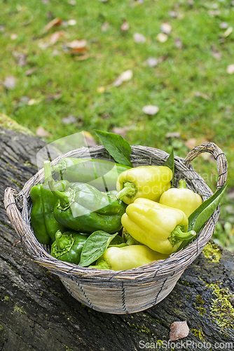 Image of Pepper plant harvest