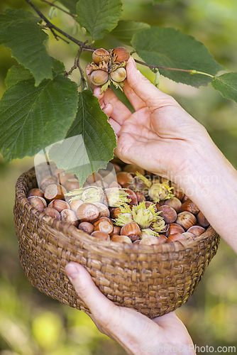 Image of Hazelnut harvest
