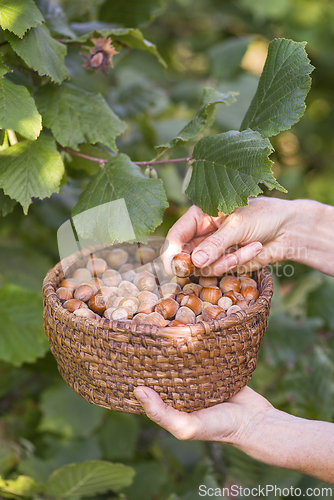 Image of Hazelnut harvest
