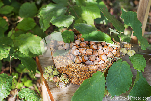 Image of Hazelnut harvest