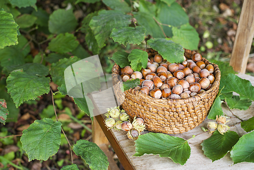 Image of Hazelnut harvest
