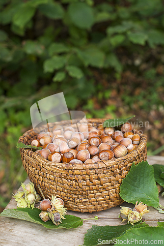 Image of Hazelnut harvest