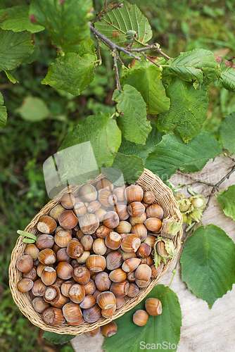Image of Hazelnut harvest 