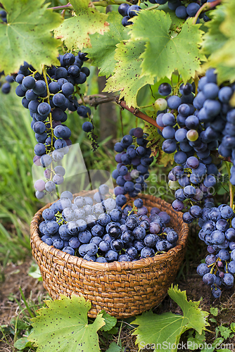 Image of Black grapes harvest