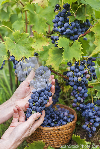 Image of Grape harvest