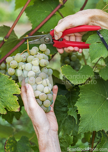 Image of Grapes white