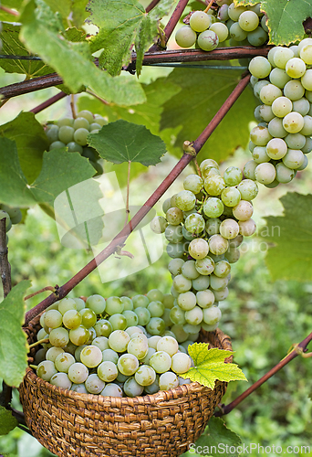 Image of Harvest grapes