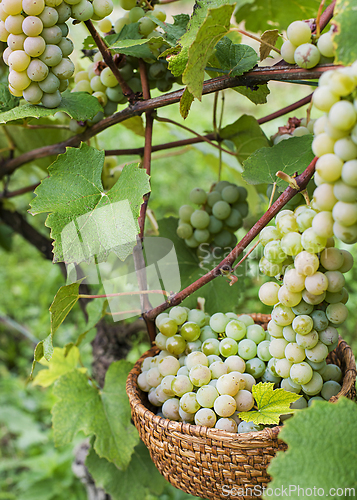 Image of Harvest grapes