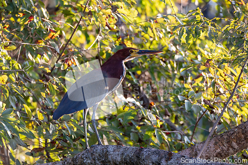 Image of Rufescent tiger heron (Tigrisoma lineatum), Pocone, South Pantanal Mato Grosso, Brazil. Brazilian wildlife and birdwatching.