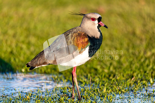 Image of Southern lapwing (Vanellus chilensis), Curitiba, Parana. Brazil. Brazilian wildlife and birdwatching.