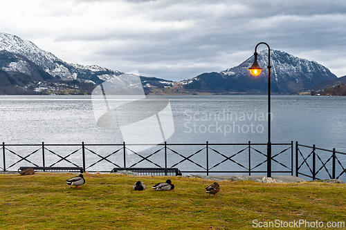 Image of Scenic waterfront view with ducks and snow-capped mountains unde