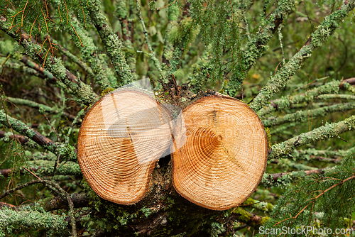 Image of Wooden trunk cut revealing growth rings and moss, showcasing nat
