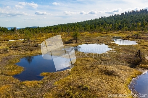 Image of Peat Bog Landscape, Izera Mountains, Czech Republic