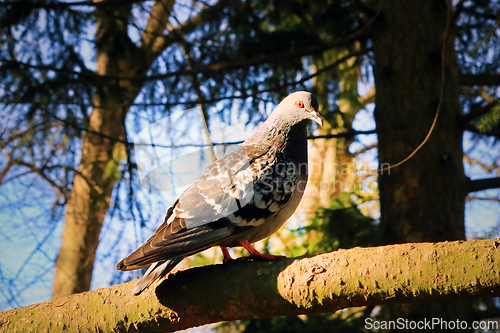 Image of Columba livia domestica, Domestic Pigeon