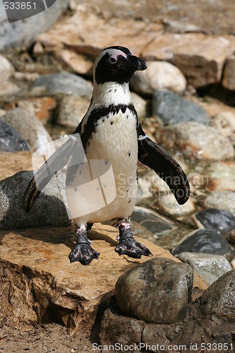 Image of Penguin