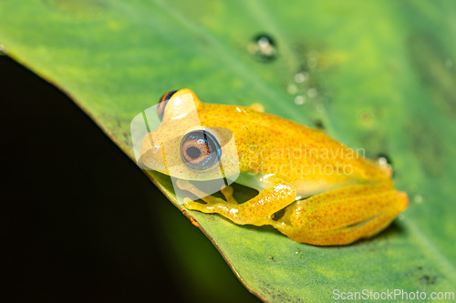 Image of Boophis picturatus, juvenile, Ranomafana National Park, Madagascar wildlife