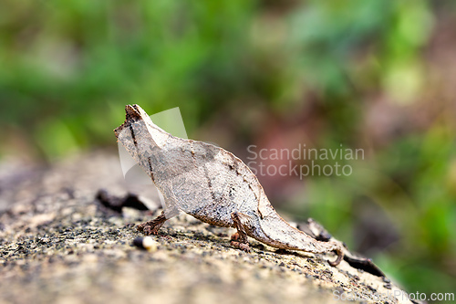 Image of Perinet leaf chameleon, Brookesia theresieni, Reserve Peyrieras Madagascar Exotic. Madagascar wildlife