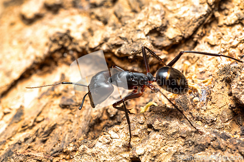 Image of Carpenter ants, Camponotus gibber., Ambalavao, Madagascar wildlife