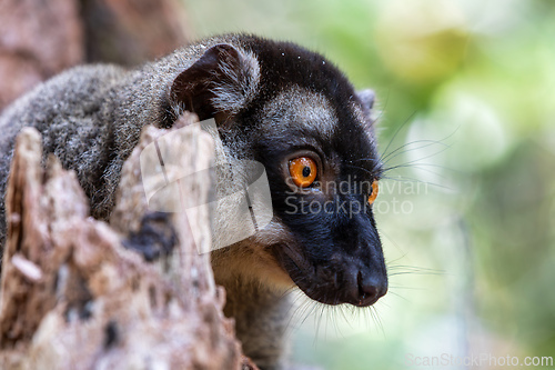 Image of Common brown lemur, Eulemur fulvus, Madagascar wildlife