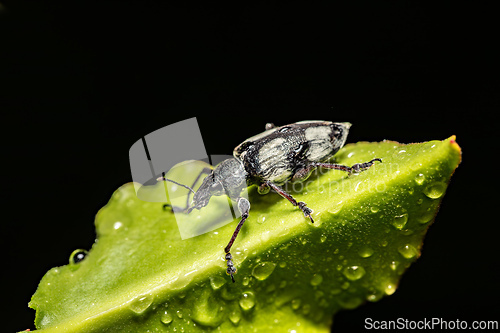 Image of Fungus weevil, Tophoderes annulatus, Ranomafana National Park, Madagascar wildlife