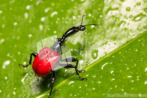 Image of Female of Giraffe Weevil, Trachelophorus Giraffa, Ranomafana, Madagascar