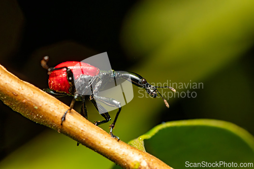 Image of Female of Giraffe Weevil, Trachelophorus Giraffa, Ranomafana, Madagascar