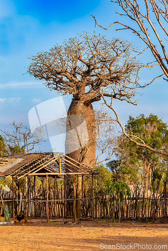 Image of Colossal Grandidiers baobab (Adansonia grandidieri), Kivalo, Madagascar