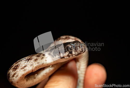 Image of Malagasy Cat-eyed Snake, Madagascarophis colubrinus, Miandrivazo Madagascar wildlife