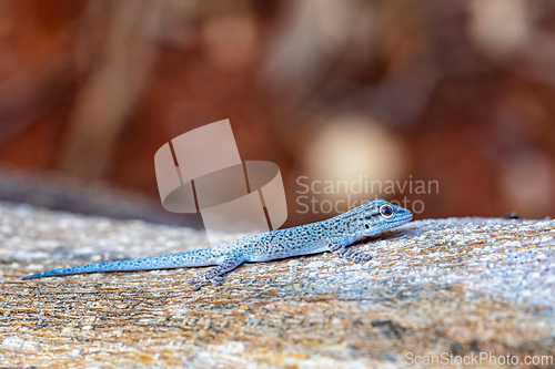 Image of Thicktail day gecko, Phelsuma mutabilis, Miandrivazo, Madagascar