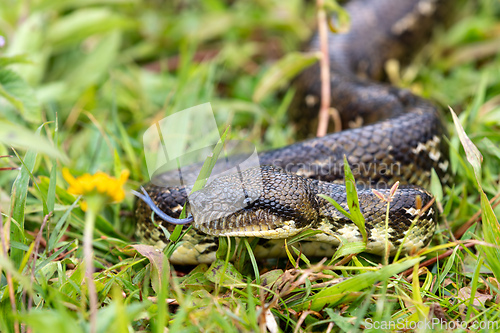 Image of Malagasy Tree Boa, Sanzinia Madagascariensis, Ranomafana National Park, Madagascar